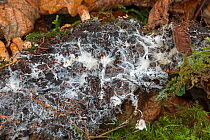 Fungal mycelium on underside of rotting log in ancient woodland. Sussex, England, UK, November.