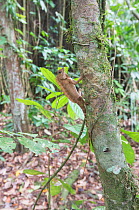 Borneo angle headed / long crested forest dragon (Gonocephalus bornensis) Danum Valley, Sabah, Borneo.