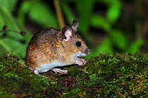 Adult Wood mouse (Apodemus sylvaticus) Dorset, UK August.