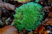 Cushion moss (Leucobryum glaucum) in Mark Ash Wood, New Forest, Hampshire, UK, September.