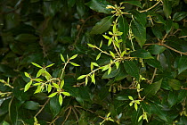 Holm or Evergreen oak (Quercus ilex) foliage. Dorset, UK, May.