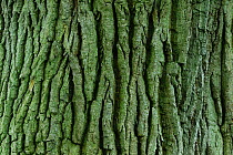 Detail of bark texture on mature Horse chestnut (Aesculus hippocastanum) tree in field near Upton Country Park, Dorset, UK, May.