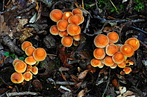Sulphur tuft toadstools (Hypholoma fasciculare) New Forest, Hampshire, UK September