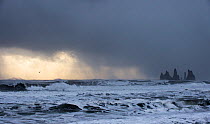 The Trolls, sea stacks, during a storm, Vik, Southern Iceland, March 2015