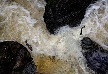 Two Atlantic salmon (Salmo salar) jumping up a waterfall on migration, River Lledr, Betws-y-Coed, Conwy, Wales, October.