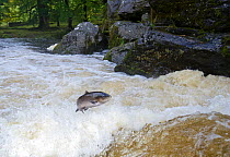 Atlantic Salmon (Salmo salar) jumping up a waterfall, River Lledr, Betws-y-Coed, Conwy, Wales, October.