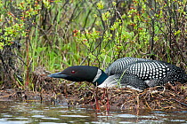Great northern diver / loon (Gavia immer) on nest, Anchorage, Alaska, USA, June.