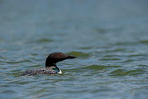 Great northern diver / loon (Gavia immer) on water, Anchorage, Alaska, USA, June.