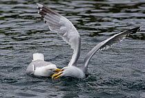 Two Herring gulls (Larus argentatus) fighting over territory, Abersoch, Gwynedd, Wales, June.