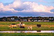 Beef cattle grazing on coastal flood marsh, Cley Next The Sea, Norfolk, England, August