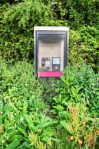 Out of use BT telephone box, overgown and surronded by vegetation, Norfolk, England UK. August
