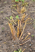 Potato (Solanum tuberosum) haulms cut back to restrict blight, Norfolk, England, UK. September