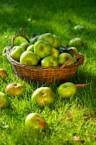 Windfall Bramley apples (Malus domestica)  in basket on lawn, Norfolk, England UK. October