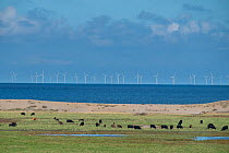 Beef cattle grazing on coastal grazing marsh, with windfarm in distance, Norfolk, England UK. October