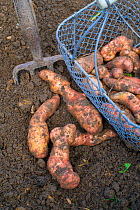 Potatoes (Solanum tuberosum) 'Pink Fir Apple', Norfolk, England UK. October
