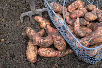 Potatoes (Solanum tuberosum) 'Pink Fir Apple', Norfolk, England UK. October