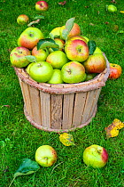 Bramley apples (Malus domestica) in wooden bucket, Norfolk, England UK. October