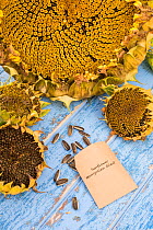 Saving and storing of Sunflower (Helianthus annuus) seeds, Norfolk, England UK. October
