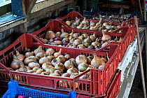 Onions stored in pallets in outbuilding, Norfolk, England UK. October