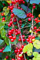 Black bryony (Tamus communis) ripe berries in Autumn hedgerow, Norfolk, England UK. October