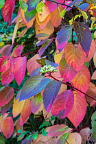 Dogwood (Cornus) leaves in Autumn, Norfolk, England UK. November