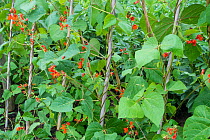 Runner bean, 'Scarlet Emperor' (Phaseolus coccineus) with flowers on cane support, Norfolk, England UK. July
