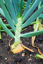Maincrop onion 'centurion' (Allium cepa) grown from set, Norfolk, England UK. July.