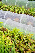 Rows of summer vegetables including Beetroot (Beta vulgaris) with brassicas and carrots covered in mesh tunnel cloches to prevent carrot fly and cabbage white butterfly, Norfolk, England UK. July