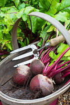 Wooden trug and hand fork with Beetroot 'Pablo' (Beta vulgaris), Norfolk, England UK. July