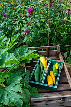 Wooden trug with freshly harvested home grown green and yellow courgette (Cucurbita pepo) varieties, Norfolk, England UK. July
