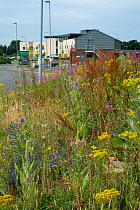 Wasteland on industrial estate with wildflowers including Ragwort  (Senecio jacobaea), Teasel (Dipsacus fullonum) and Viper's bugloss (Echium vulgare) Norfolk, England UK. July