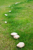 Field mushrooms (Agaricus campestris)  growing in ring in field, Norfolk, England UK. July