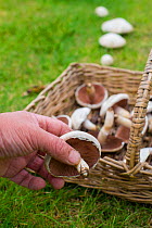 Field mushrooms (Agaricus campestris) in wicker trug, Norfolk, England UK. July