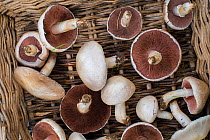 Field mushrooms (Agaricus campestris) in wicker trug, Norfolk, England UK. July