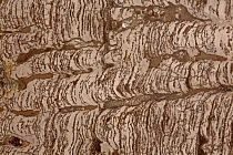 Stromatolite (columnar) fossil, also called microbial carbonates, Torgo River Basin,Yakutia, Saha Republic, Russia, Precambrian.