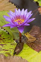 Young American bullfrog (Lithobates catesbeianus) sitting on Water lily (Nymphaea sp) pad by flower, Washington DC, USA, July.