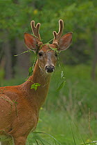 Young White tailed deer (Odocoileus virginianus) buck in velvet with plants caught in antlers, New York, USA, August.