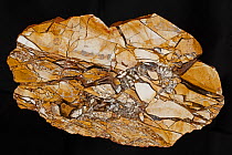 Mookaite, a brecciated radiolarite, composed of fossil radiolarians, Western Australia, Cretaceous period.
