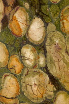 Close up of a polished cross section of Kambaba Jasper, fossilised Stromatolite, Madagascar.