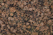 Rapakivi granite, a hornblende biotite granite containing large rounded crystals of orthoclase mantled with oligoclase, Finland.