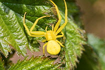 Female Crab spider (Misumena vatia) yellow form, on leaf, Brockley Cemetery, Lewisham, London, England, April.