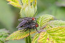Flesh fly (Sarcophaga sp) pair mating on bramble leaf, Brockley Cemetery, Lewisham, London, England, May.