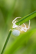 Female Crab spider (Misumena vatia) on leaf, white form, Brockley Cemetery, Lewisham, London, England, May.