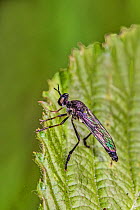 Stripe-legged robberfly (Dioctria baumhaueri) on leaf, Brockley cemetery, Lewisham, London, England, May.