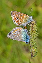 Common blue butterfly (Polyommatus icarus) pair mating, on grass seed head, Hutchinson's Bank, New Addington, London, England, May.