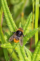 Female Narcissus bulb / Large narcissus fly (Merodon equestris) on thistle, Sutcliffe Park Nature Reserve, Eltham, London, England, June.