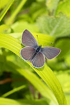 Male Small blue butterfly (Cupido minimus) resting with wings open on leaf, Hutchinson's Bank, New Addington, London, England, June.