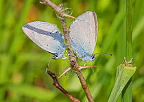 Holly blue butterfly (Celastrina argiolus) pair mating, Hutchinson's Bank, New Addington, London, England, June.