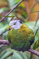 Male Black naped fruit dove (Ptilinopus melanospila) perched on branch, captive, occurs in South East Asia.