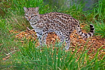 Male Little spotted cat / Oncilla (Leopardus tigrinus) captive, occurs in South America, Vulnerable species.